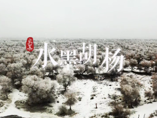 烏蘇市水墨胡楊